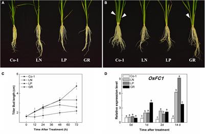 Strigolactones and Cytokinin Interaction in Buds in the Control of Rice Tillering